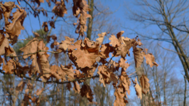 Herbstblätter