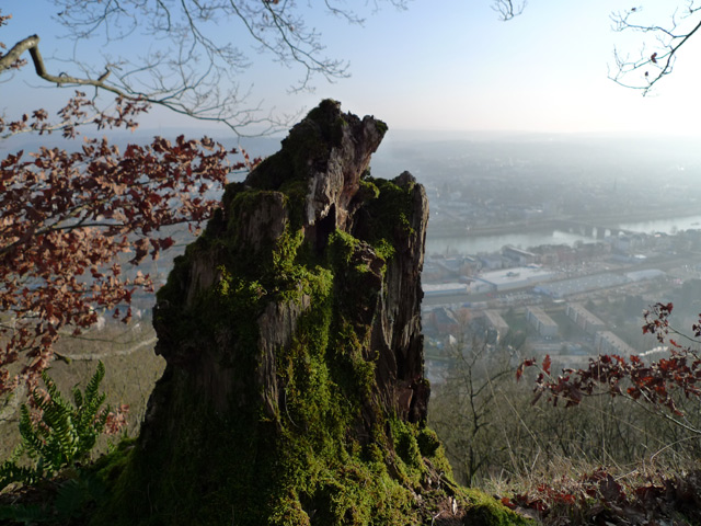 Baumstumpf vor Trierblick