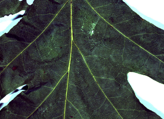 Ein altes, vertrocknetes Blatt